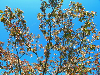 青空と赤い実をつけた秋の花水木