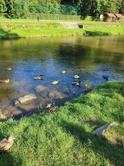 pond in a park with ducks