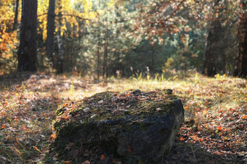 Background for cosmetic products in the autumn forest. Natural stone podium. Empty showcase for packaging product presentation