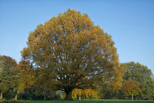 Blick auf den den den grossen Baum mit Herbstlaub