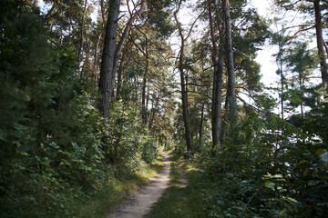 Natural trail in the middle of evergreen forest in autumn. Getaway vacation into natural surrounding. Natural resort recreation and traveling. Hiking in the woods.Natural protection concept.