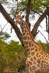 Beautiful tall majestic giraffe Kruger National Park safari South Africa.