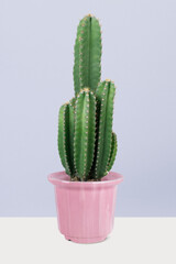 Cereus Cactus in a pot