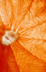 Fresh sliced grapefruit. Selective focus.