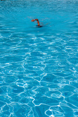 swimming in the pool a kind of meditantion
