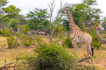 Beautiful majestic giraffes zebras Kruger National Park safari South Africa.