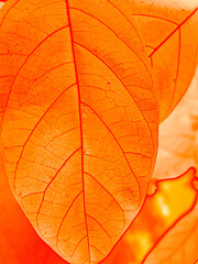 Naklejka na ściany i meble Autumn Theme Background With Orange Shades, Leaf opposite blurred leaf background Texture Abstract Modern Fancy Decent Design wallpaper