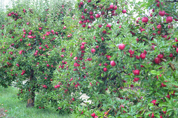 Rain drops on ripe apples in an orchard in autumn