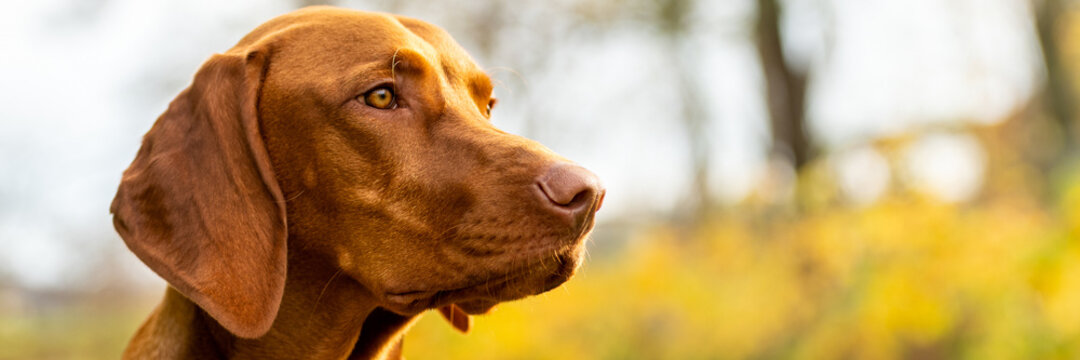 Beautiful purebred hungarian vizsla dog outdoors headshot. Vizsla hunting pointer dog lying down outside side view banner.
