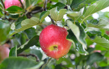 Rain drops on ripe apples in an orchard in autumn