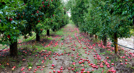 Obraz premium Rain drops on ripe apples in an orchard in autumn