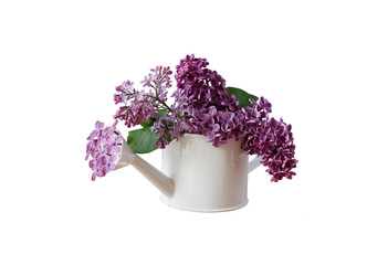 watering can for indoor with pink blooming flowers isolated