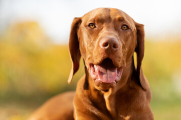 Cute hungarian vizsla puppy smiling portrait in beautiful fall garden. Happy vizsla pointer dog lying down outside looking at camera.