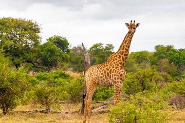 Beautiful tall majestic giraffe Kruger National Park safari South Africa.