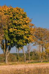Las i drzewa w jesiennych kolorach