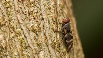 Details of a fly perched on a brown tree