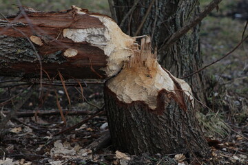 A tree damaged by beavers 