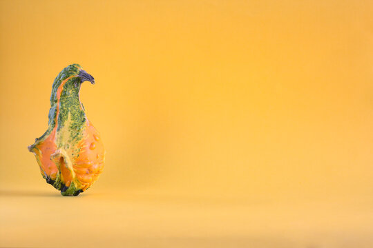 Decorative pumpkin resembling a parrot on a yellow background. Copy space.