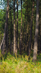 Forêt des Landes de Gascogne, avec ses innombrables rangées de pins