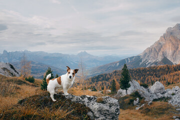 dog in the autumn mountains . Jack Russell Terrier in dolomites Alps. Italian landscape. Hiking...