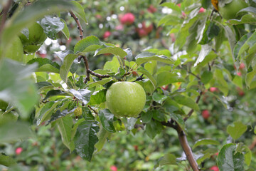 Rain drops on ripe apples in an orchard in autumn