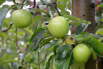 Rain drops on ripe apples in an orchard in autumn