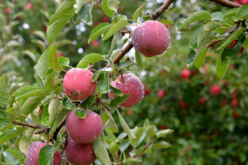 Rain drops on ripe apples in an orchard in autumn