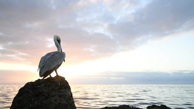 A pelican perched on a rock on the coast of a lake during the sunrise