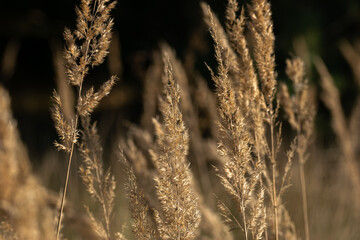 Obraz premium Suche trawy na jesiennej łące