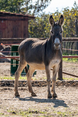 San Colombano e Miradolo Terrme, campagna, natura e scenari rurali