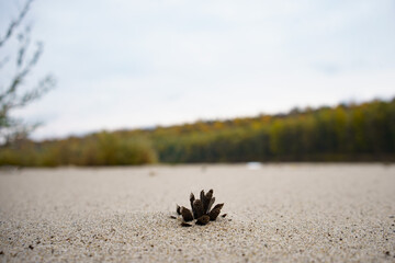 The pine cone on the ground near the river Ob