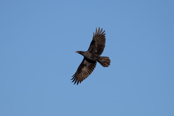 Common Raven (Corvus corax) in flight, a large bird with long wings soars into the air, flight over a nature reserve