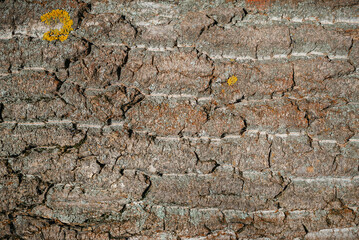 Old brown rustic dark wooden texture