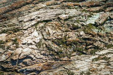 Old brown rustic dark wooden texture