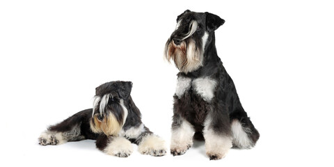 two miniature schnauzer black and silver