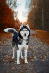 Siberian husky dog stands on the path in the autumn park © Konstantin