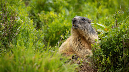 Attentive alpine marmot, marmota marmota, observing in bush in mountains. Brown rodent sitting in rhododendron in summer. Wild mammal looking in green environment.