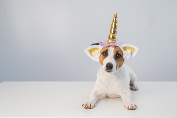 Cute jack russell terrier dog in unicorn headband on white background. Copy space