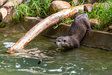 Lontra Asiática em zoo