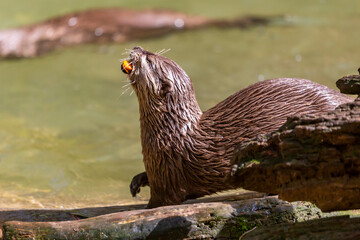 Lontra Asiática em zoo