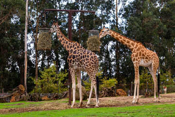 Girafas em cativeiro