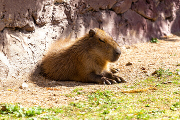 Capivara em zoo