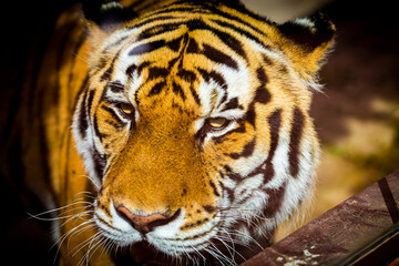 Cabeça de Tigre e zoo