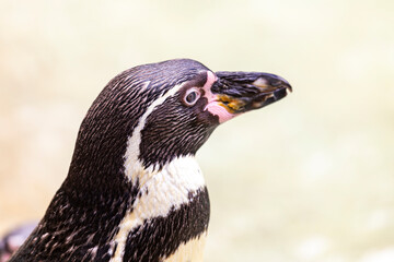 Pinguim de Humboldt