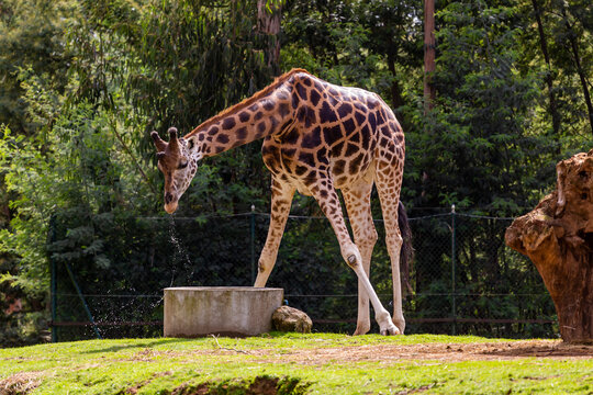 Girafas em cativeiro