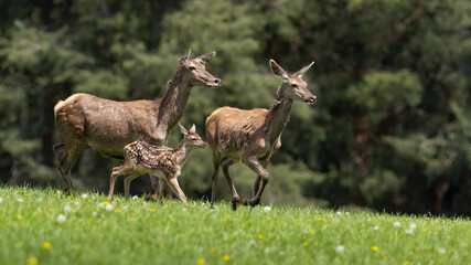 Group of red deer, cervus elaphus, running on green field in spring. Two hinds with cub in dynamic...