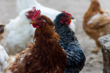 Chickens on traditional free range poultry farm. Adobe RGB color space
