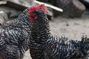 Chickens on traditional free range poultry farm. Adobe RGB color space.