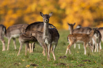 Female fallow deer, dama dama, looking to the camera on meadow. Group of spotted hinds standing on field in autumn. Brown mammals watching on grass.