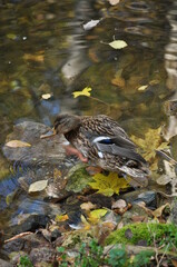 Duck on the shore of the pond. A drake stands on a rock by the pond.